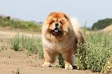 CHOW CHOW 095